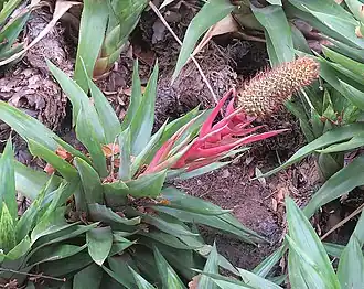 Description de l'image Aechmea ornata (19498218322).jpg.