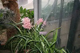 Description de l'image Aechmea_purpureorosea.jpg.