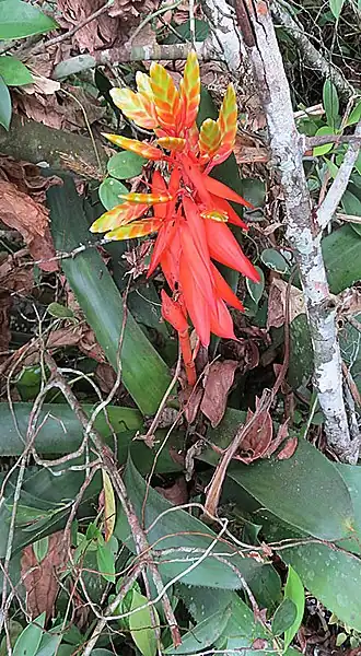 Description de l'image Aechmea retusa (18882300504).jpg.
