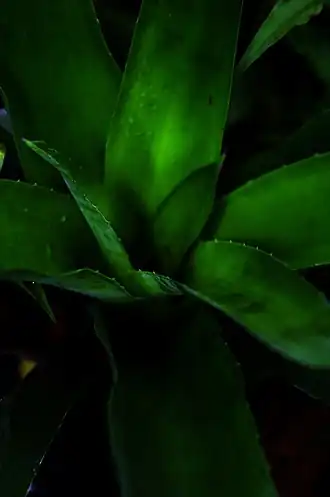 Description de l'image Aechmea sphaerocephala (6244518937).jpg.