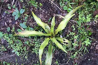 Description de l'image Aechmea veitchii 0zz.jpg.