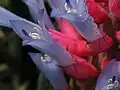 Détail des fleurs
