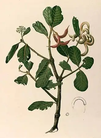 Description de l'image Aegiceras corniculatum Blanco1 38 cropped.jpg.