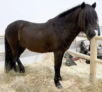 L'étalon Aegidienberger noir Pescador au salon Equitana, en 2005.