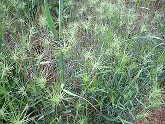 Description de l'image Aegilops geniculata Habitus 2010-5-08 DehesaBoyaldePuertollano.jpg.