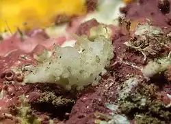 Aegires incusus
