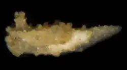 Aegires ortizi