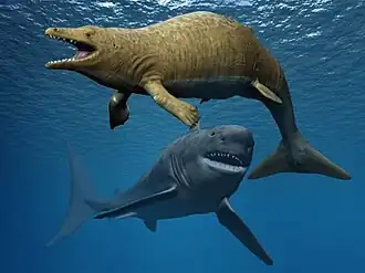 Aegyptocetus