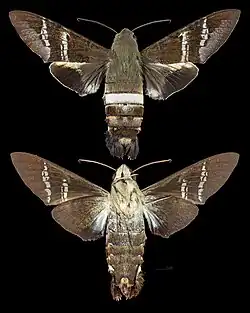 Aellopos fadus