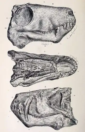 Crâne dAelurosaurus felinus, montrant la disposition de ce dernier.