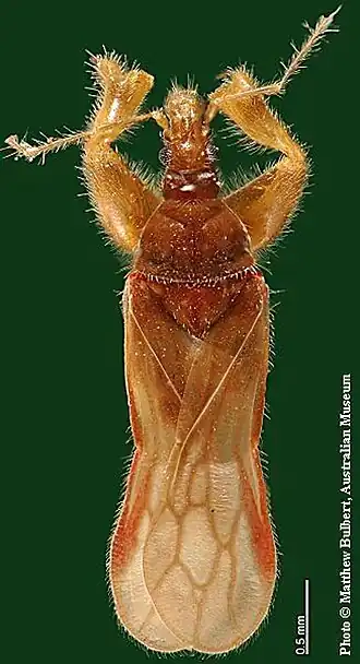 Un Aenictopecheidae d'Australie.