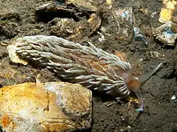 Aeolidiella glauca