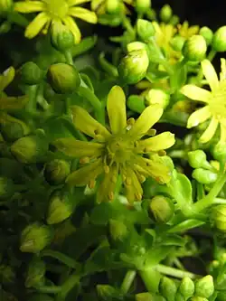 Fleur