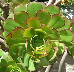 Rosette de feuilles