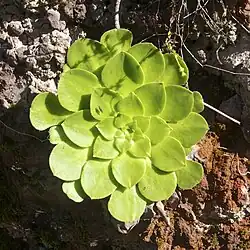Rosette de feuilles.