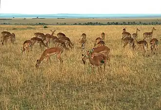 Troupeau d'impalas.