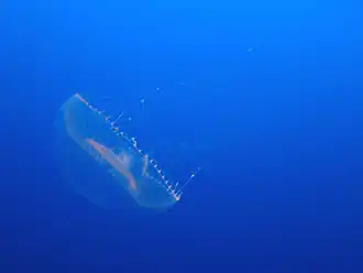 Aequorea victoria