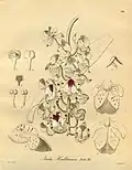 Aerides houlletianaHeinrich Gustav Reichenbach1878.