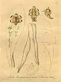 Aerides lawrenceaeHeinrich Gustav Reichenbach1892.