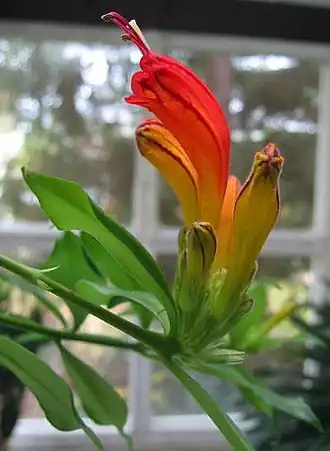 Description de l'image Aeschynanthus.jpg.