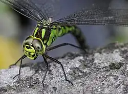 Yeux d'Aeshnidae