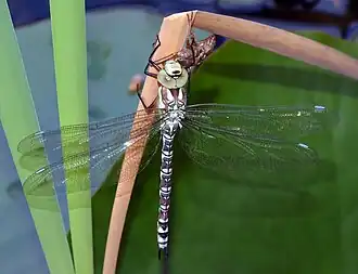 Aeshna cyanea (jeune mâle) Wikimedia