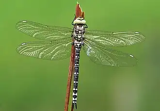 Ailes d'Aeshnidae