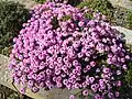 A. armenum 'Warley Rose'