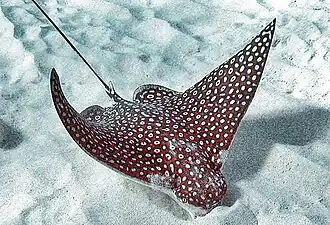 Aetobatus narinari
