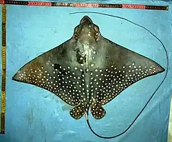 Aetobatus ocellatus