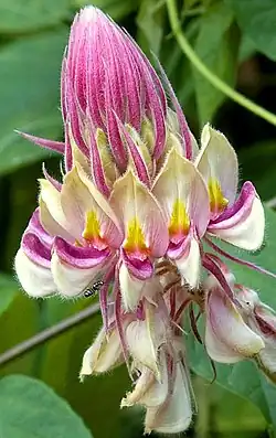 Afgekia sericea.