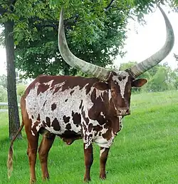 Image illustrative de l’article La Vache des orphelins