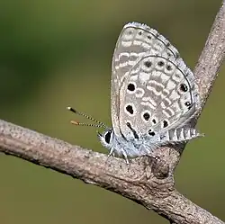 Azanus jesous