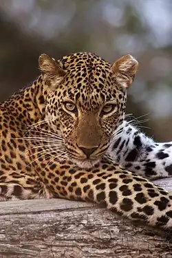 Portrait de léopard, dans le South Luangwa National Park&nbsp;(en) en Zambie.
