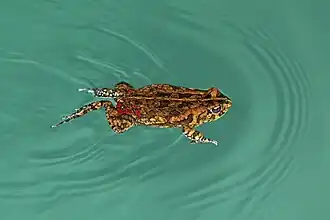 Crapaud guttural nageant dans le lac Sibaya, dans le parc de la zone humide d'iSimangaliso en Afrique du Sud. Octobre 2014.
