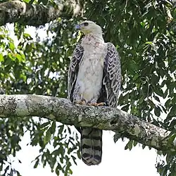 Stephanoaetus coronatus