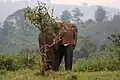 Eléphant