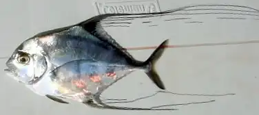 Alectis ciliaris