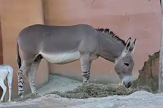 Âne sauvage d'Afrique