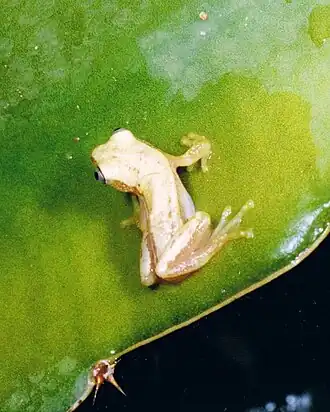 Description de l'image Afrixalus stuhlmanni brachycnemis02.jpg.