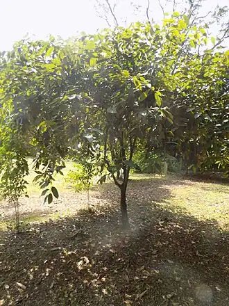Description de l'image Afrostyrax lepidophyllus - Arbre.jpg.