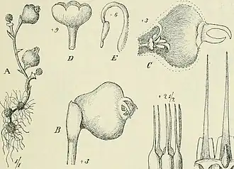 Description de l'image Afrothismia pachyantha.jpg.
