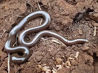 Description de l'image Afrotyphlops bibronii.jpg.