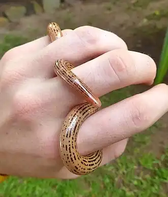 Description de l'image Afrotyphlops elegans.jpg.