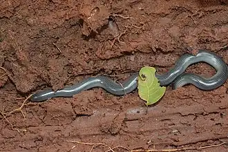 Description de l'image Afrotyphlops lineolatus 115406837.jpg.