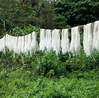Séchage des fibres décortiquées.