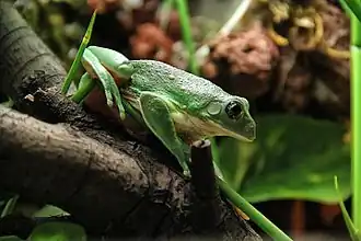 Description de l'image Agalychnis Dacnicolor.jpg.