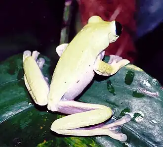 Description de l'image Agalychnis litodryas02.jpg.