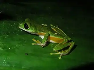 Description de l'image Agalychnis psilopygion.jpg.