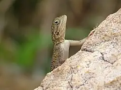Agama agama près de la rivière Pendjari au Bénin. Aout 2020.